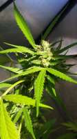 Medical Flower Seeds Benjis Kush - foto de Groen