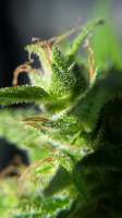 Medical Flower Seeds Benjis Kush - foto de Groen