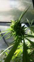 Medical Flower Seeds Benjis Kush - foto de Groen