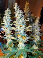 Medical Seeds Co. Blue Hell - foto de THCNW2