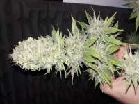 Medical Seeds Co. Devil Fruit - foto de whiteyb