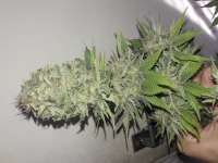 Medical Seeds Co. Devil Fruit - foto de whiteyb