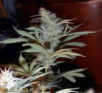 Medical Seeds Co. No Name - foto de THCNW2