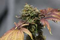 Medical Seeds Co. Prozack - foto de 113lab