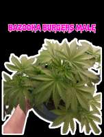 Meows Trap Seeds Bazooka Burgers - foto de 420meowmeowmeow
