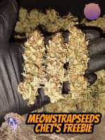 Meows Trap Seeds Chets Freebie - foto de 420meowmeowmeow
