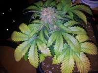 Mephisto Genetics 24 Carat - foto de MedicGrower