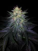 Mephisto Genetics Deep Blue C - foto de MedicGrower