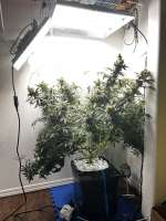 Imagen de pdxgrow (Big Bud)