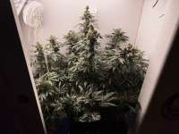 Imagen de pdxgrow (Big Bud)