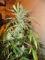 Imagen de Prater (Big Bud)