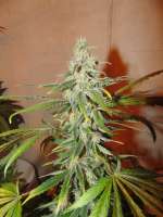 Imagen de Prater (Big Bud)