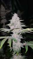 Moksha Seed Co Big Saucy Gelati - foto de StaticxXC420