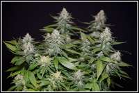 Moscaseeds Cinderella 99 BX-1 - foto de admin