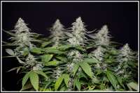 Moscaseeds Cinderella 99 BX-1 - foto de admin