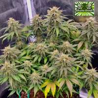 Imagen de TheBluntBeauty (Frosted Guava Auto)
