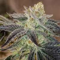 Motherland Genetics WiFi 43 x Dosidos #9 - foto de Mgen2020