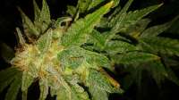 Imagen de InfamousD (Alpine OG)