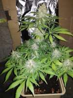 Imagen de LocDog (Amnesia Cheese)