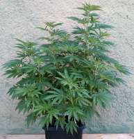 Mr. Natural Seeds Cannanball OG - foto de Niobium