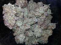 Mr. Natural Seeds Pure Amnesia - foto de GerOnimO