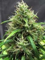 Imagen de sunni (Super Silver Haze)