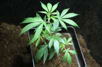 Imagen de sunni (Super Silver Haze)