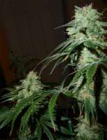 Imagen de batmanskunk (Agent Orange)