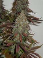 MzJill Genetics Jillybean - foto de Cultivator420