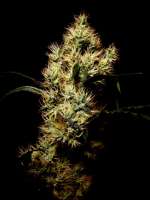 Imagen de Farma (Eds Superbud)