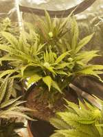 Imagen de zoobzoob23 (Orange Cake Auto)