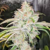 Nerds Genetics Day Tripper - foto de jsv1027