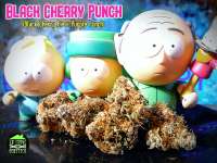 New420Guy Seeds Black Cherry Punch - foto de Justin108