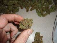 Imagen de New420Guy (Blackberry Diesel)