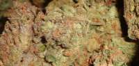 Imagen de New420Guy (Blackberry Diesel)