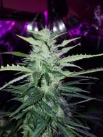 New420Guy Seeds Blue Haze Auto 2.0 - foto de new420guy