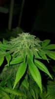 New420Guy Seeds Blue Tahoe - foto de 46nkid