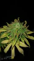 New420Guy Seeds Blue Tahoe - foto de 46nkid