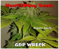 New420Guy Seeds GDP Wreck - foto de New420Guy
