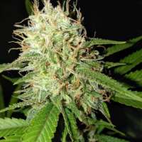 New420Guy Seeds Granddads Blue Cheese - foto de new420guy