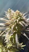 New420Guy Seeds Granddad's Lavender - foto de new420guy