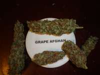 Imagen de New420Guy (Grape Afghan Kush)