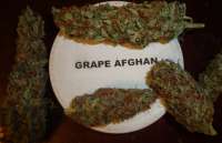 Imagen de New420Guy (Grape Afghan Kush)