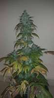 New420Guy Seeds Headbanger Auto - foto de new420guy