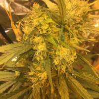 New420Guy Seeds Humboldt Cookies - foto de New420Guy