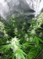 New420Guy Seeds Jedi Glue - foto de new420guy