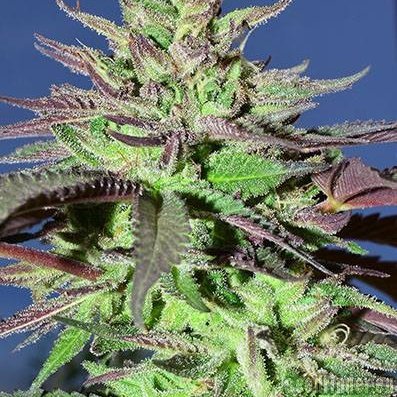 New420Guy Seeds Mazar i-Shariff x Mazar i-Shariff