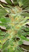 New420Guy Seeds Midnight Cheese - foto de New420Guy