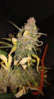 New420Guy Seeds Pauls Blackberry Fire - foto de New420Guy