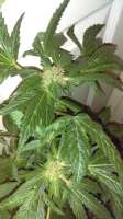 New420Guy Seeds Pauls Purple Cookies - foto de New420Guy